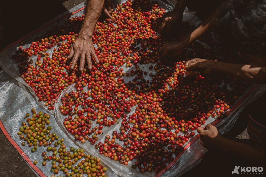 Indonesia Bangkit: Kopi Lokal Tembus Peta Spesialti Dunia 5 Flores Cherries