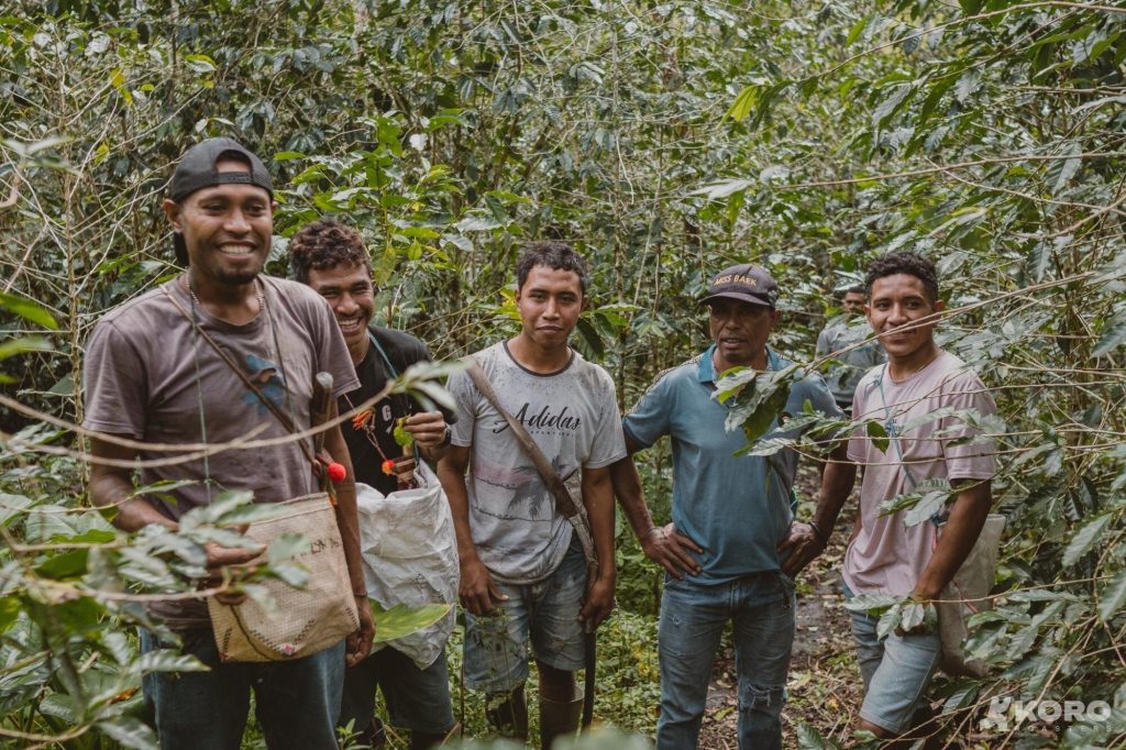 Indonesia Bangkit: Kopi Lokal Tembus Peta Spesialti Dunia 2 Flores Farmers