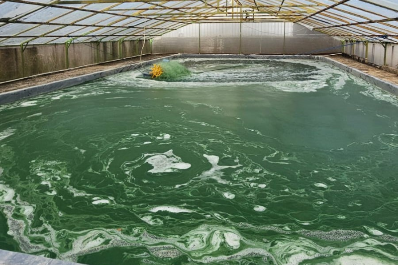 Microalgae dan Masa Depan Pembangunan Berkelanjutan 1 Untitled design 72
