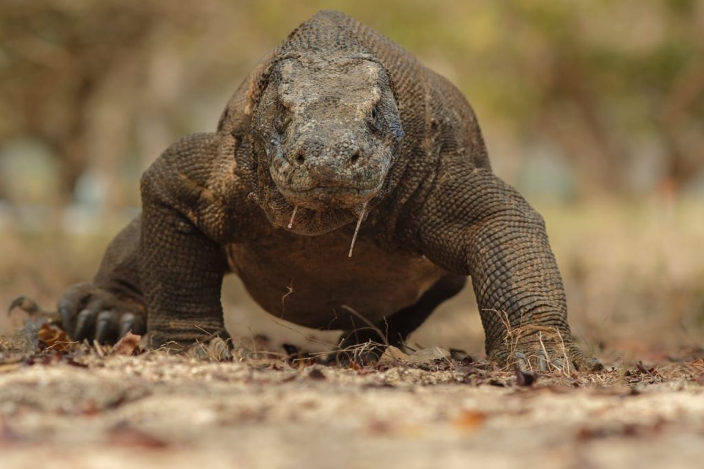 Pulau Komodo Dinobatkan BBC sebagai 20 Destinasi Terbaik Dunia 2026 1 IMG 20251214 WA0020