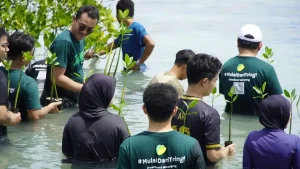 Sebanyak 1000 bibit mangrove ditanam di pesisir Pulau Harapan