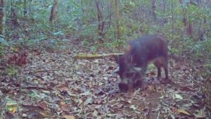 Homepage 54 20260109 Babi Kutil Bawean Ternyata Penjaga Ekosistem Pulau