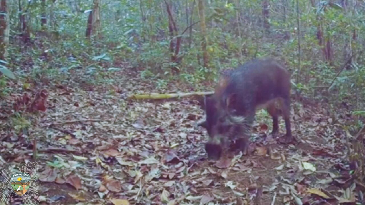 20260109 Babi Kutil Bawean Ternyata Penjaga Ekosistem Pulau