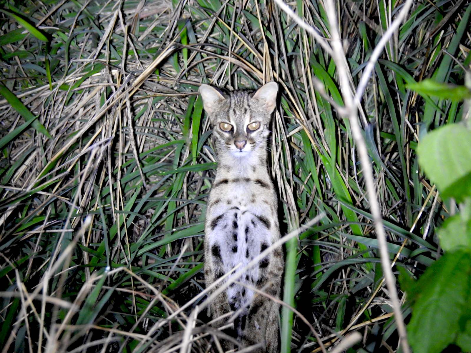 Kucing Kuwuk di Ujung Kulon Dok Uci Sanusi YIARI5