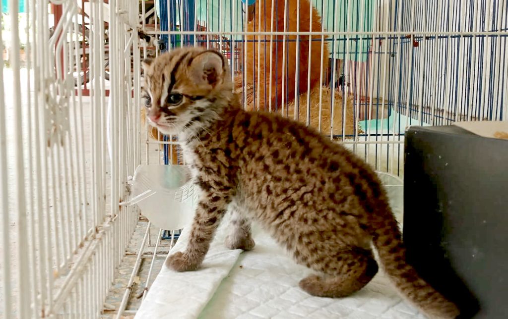 Satu individu kucing kuwuk yang diamankan dari upaya perdagangan satwa dilindungi di Palembang. Foto Humas BKSDA Sumsel