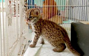 Satu individu kucing kuwuk yang diamankan dari upaya perdagangan satwa dilindungi di Palembang. Foto Humas BKSDA Sumsel