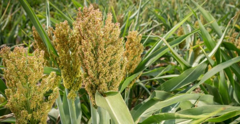 Homepage 53 masa depan pangan nasional prof trikoesoemaningtyas tawarkan solusi produktivitas lahan suboptimum siap kembangkan sorgum dan gandum 770x400 1