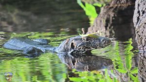 e23b82932da741ce8a7dbb9e1970c28c