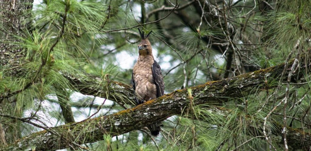 Satwa Langka Makin Sering Muncul, Ternyata Bukan Tanda Alam Membaik 1 satwa langka makin sering terlihat di berbagai wilayah pakar ipb ungkap tiga penyebabnya.jpg 1170x570 1