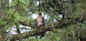 satwa langka makin sering terlihat di berbagai wilayah pakar ipb ungkap tiga penyebabnya.jpg 1170x570 1