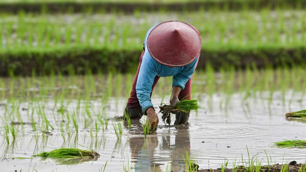 Dunia Mulai Lirik Beras Indonesia, Tapi Produksi Dalam Negeri Masih Menyimpan Tantangan
