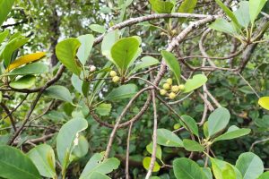 Homepage 50 YG Siaran Pers Foto 3 BRIN Temukan Populasi Mangrove Langka Terancam Punah di Teluk Balikpapan edited